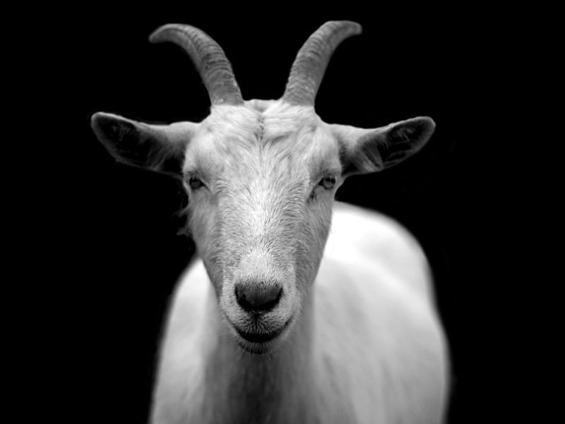 Your Lucky Day in March 2025: Chinese Zodiac Predictions for Every Sign