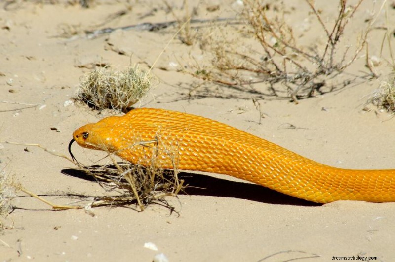 Decoding Snake Dreams: Spiritual Insights and 7 Key Interpretations