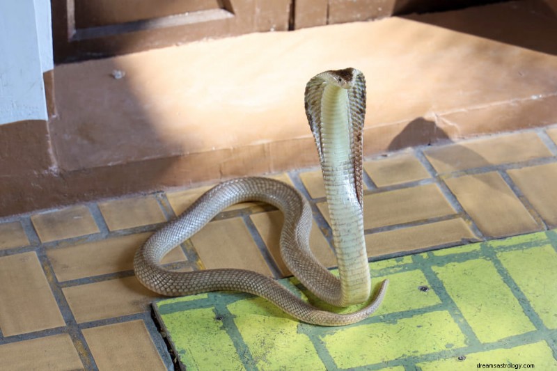 Decoding Snake Dreams: Spiritual Insights and 7 Key Interpretations