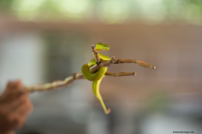 Decoding Snake Dreams: Spiritual Insights and 7 Key Interpretations
