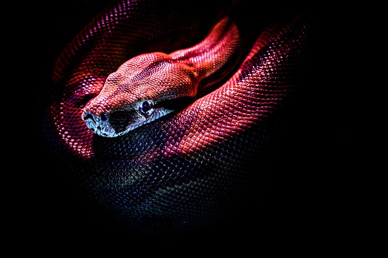 What Does Killing a Snake in Your Dream Mean? Expert Insights