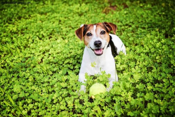 Dogstrologie – astrologie psů 