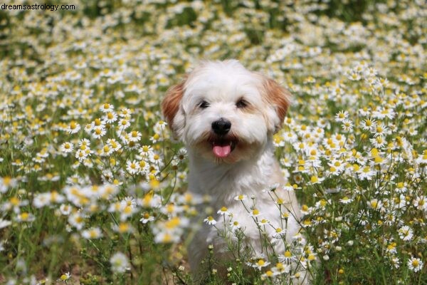 Dogstrologie – astrologie psů 