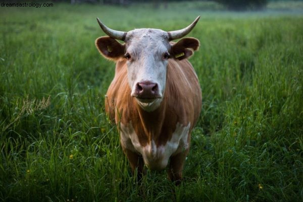 Uranus i Oxen. De goda nyheterna. 