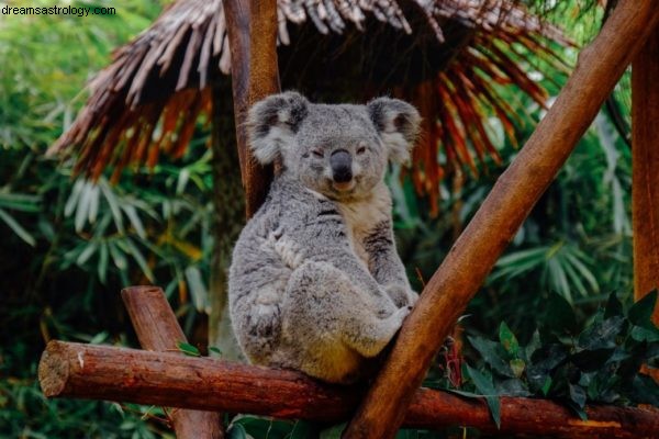 Australische branden - Astrologische voorspellingen 