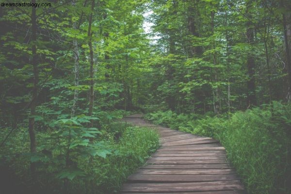 Stärken Sie Ihr Immunsystem mit Astrologie, Tarot &Meditation 