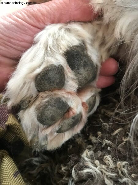 Leituras de patas psíquicas de café consciente 