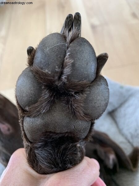 Leituras de patas psíquicas de café consciente 