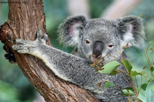 Er Australien vandmand? 