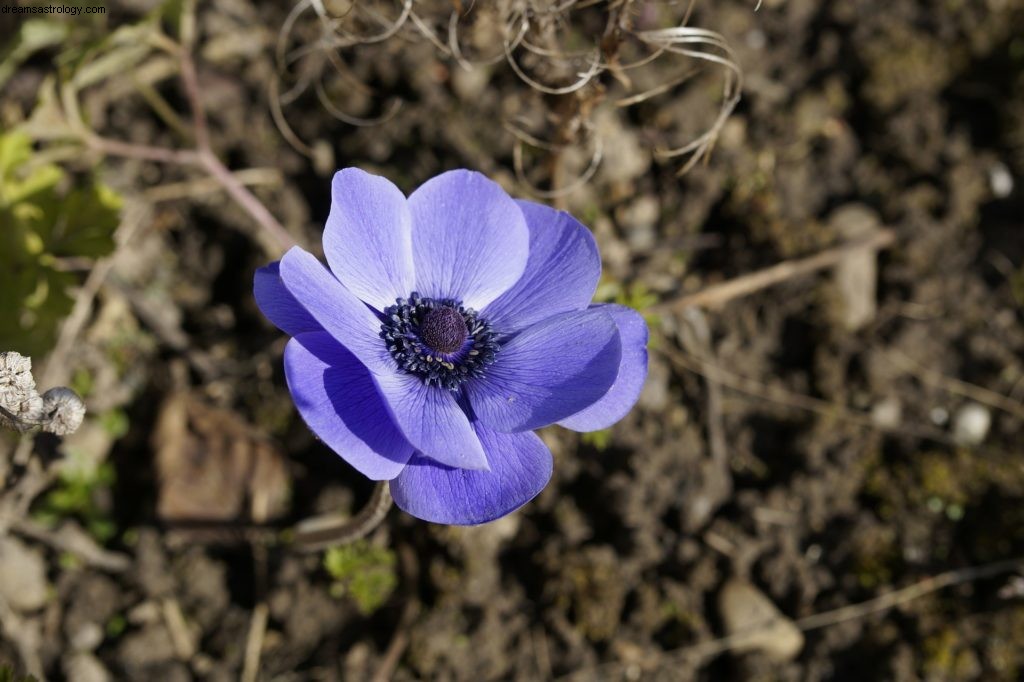 Steenbok mei 2017 