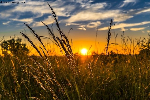 Stenbukken juli 2021 