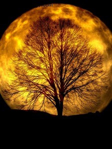 満月のおうし座：セーフハーバー 