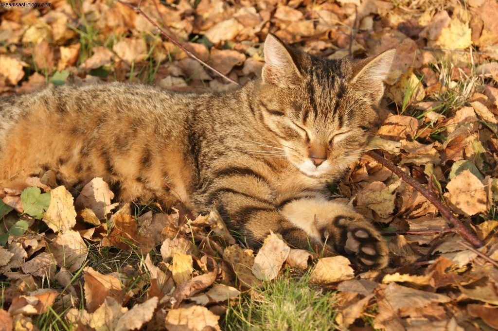 Taureau novembre 2016 