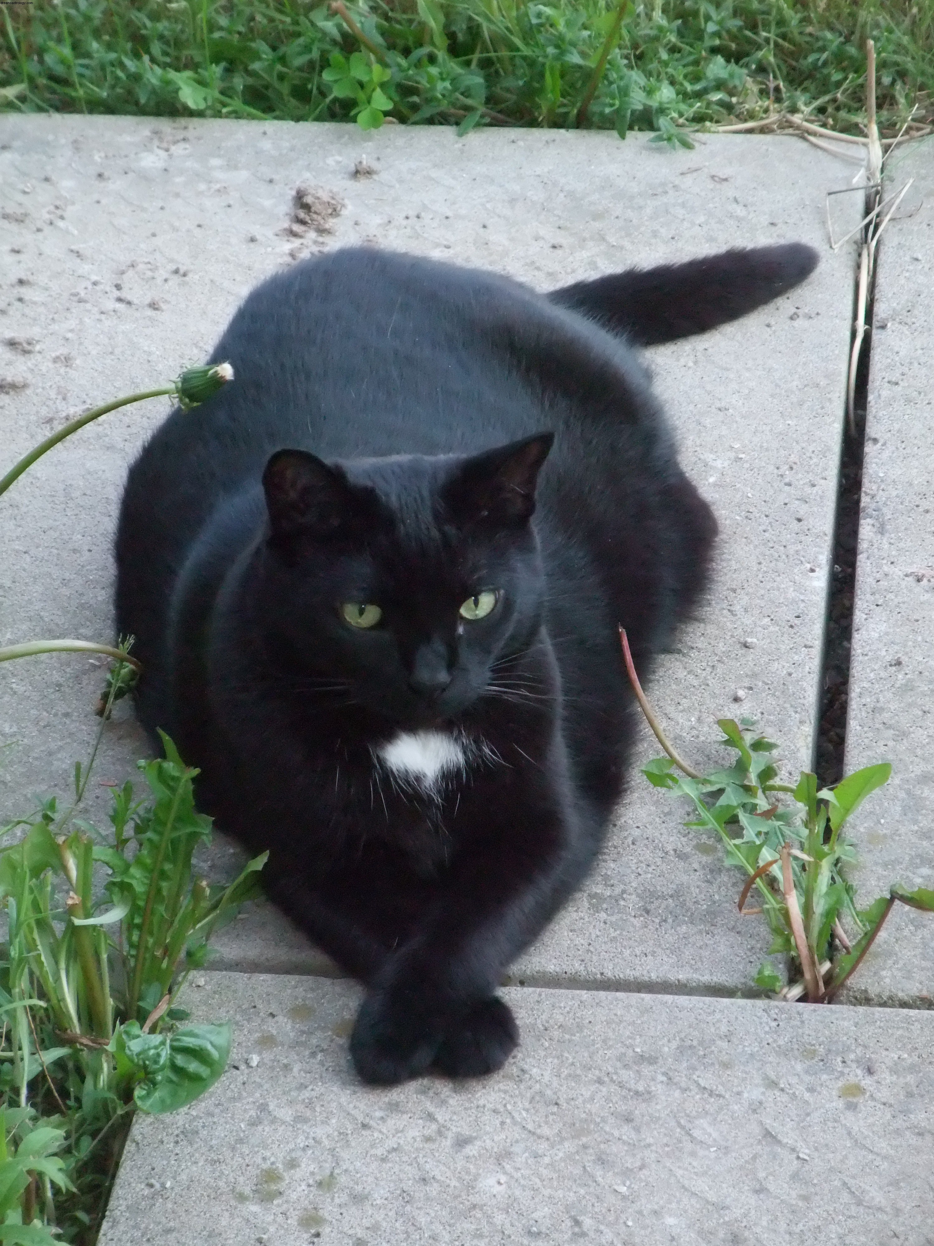 Mercury Retrograde og udtvære katten 