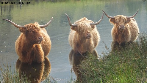 Die Bullenneigung des Gleichgewichts 