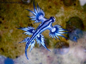 Nettuno e il drago blu 