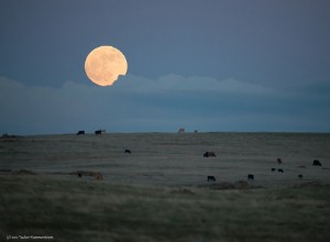 Horóscopo Luna Llena Tauro Temporada 