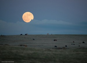 Fullmåne horoskop Taurus sesong 
