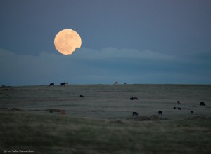 Pleine Lune Horoscope Taureau Saison 