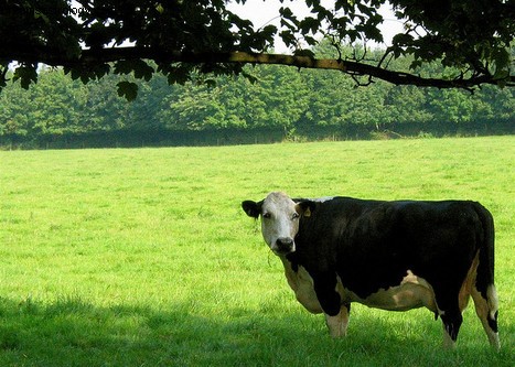 Le rêve du Taureau 