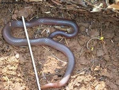 Un homme interroge un astrologue sur un serpent 