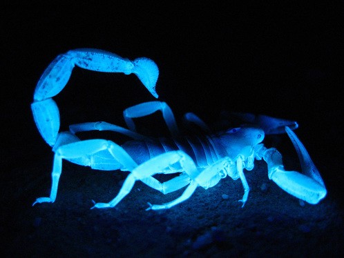 Návrat Scorpiona 