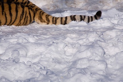 Attention près des tigres 