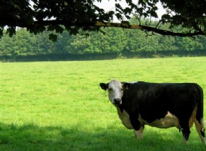 5 Ajaran untuk Taurus 