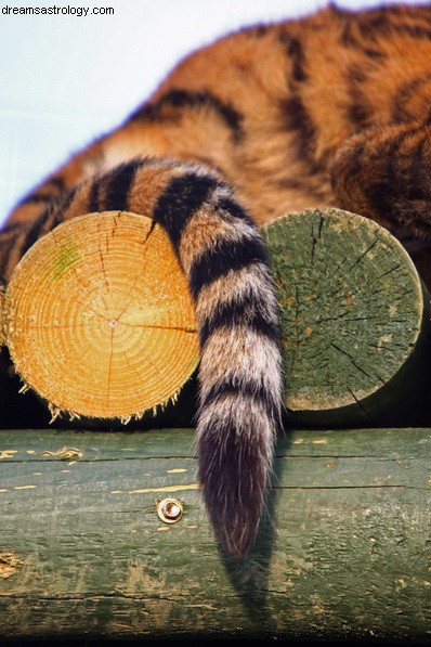 Amerikansk politik och tigerns svans 