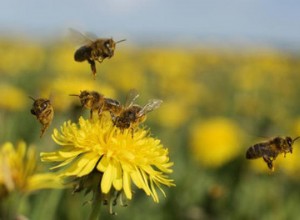 Kewalahan dari T-Square yang Bisa Diubah 