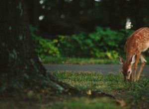 Pluto Direct:una meditación sobre el Hades 