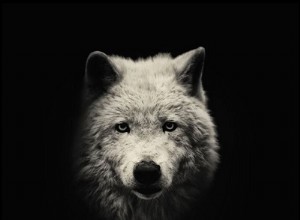 Geestdieren en je ascendant 