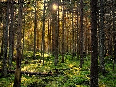 toque de la naturaleza 