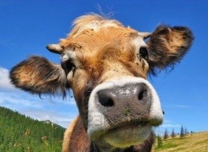 Lessen van de dierenwereld 