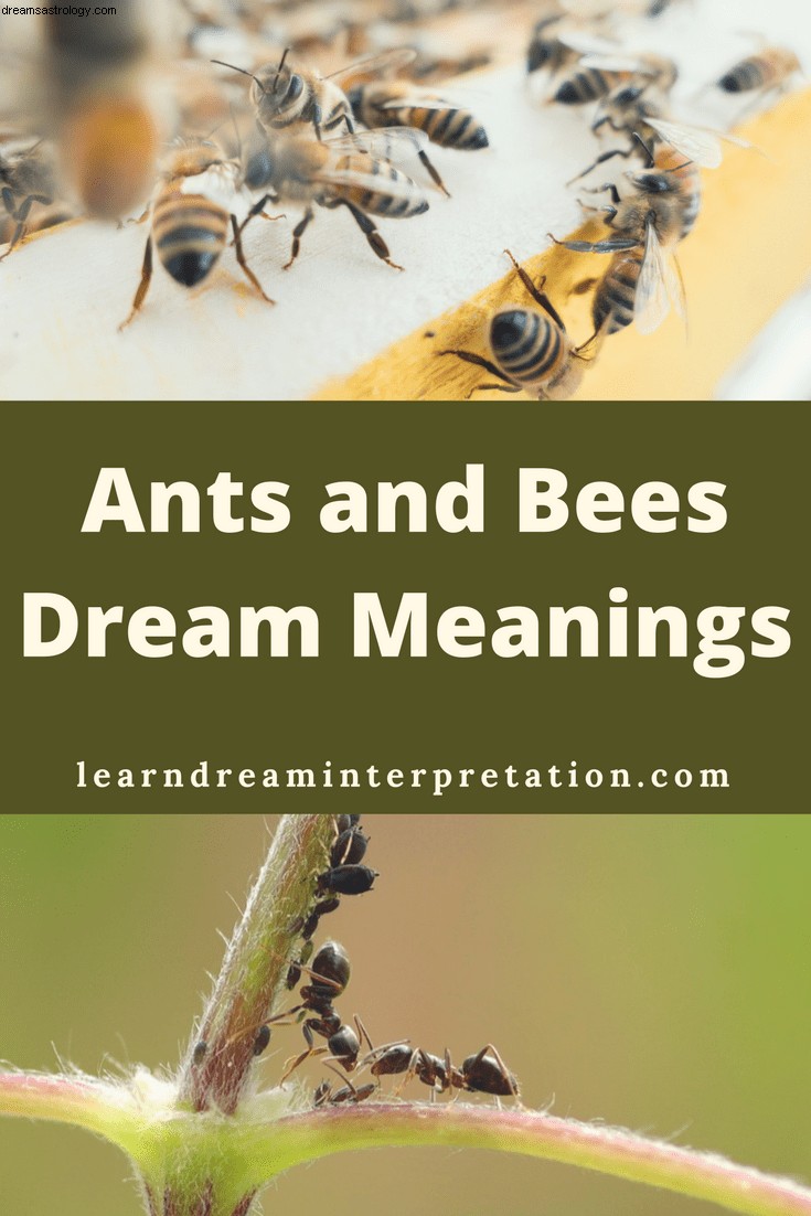 Drømmebetydninger af bugs og insekter 