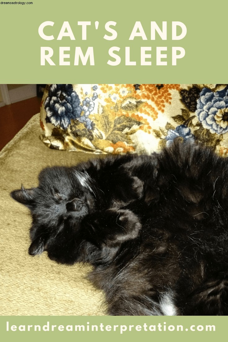 Har katte drømme, mens de sover? 