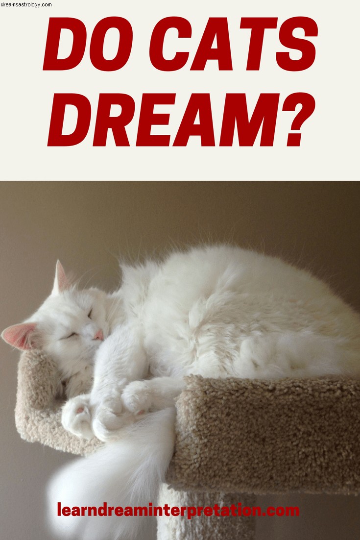 ¿Los gatos tienen sueños mientras duermen? 