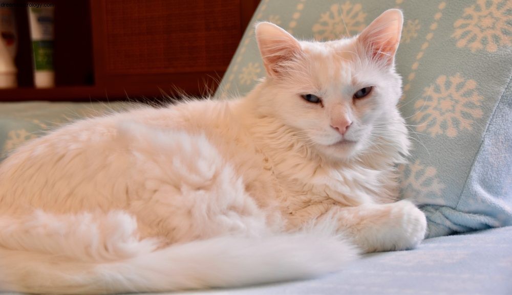 Προσκεκλημένη ανάρτηση ιστολογίου:«Γάτα που επικοινωνεί με την ιατρική διατροφή σε ένα όνειρο», με τα ακριβή λόγια της Pamela Cummins — Happiness Between Tails από τον da-AL 