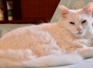 Příspěvek na blogu pro hosty:„Kočka sdělující lékařské jídlo ve snu“, přesně řečeno slovy Pamely Cummins – Štěstí mezi ocasy od da-AL 