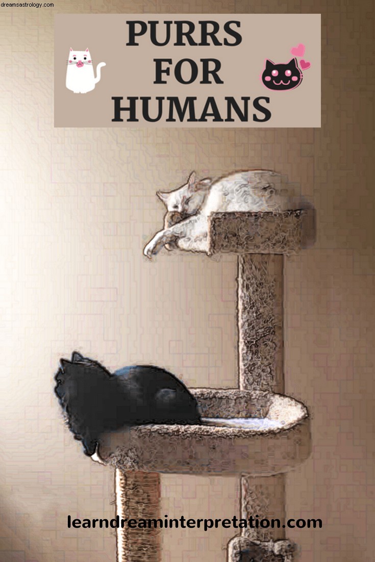 Apresentando ~ Purrs for Humans 