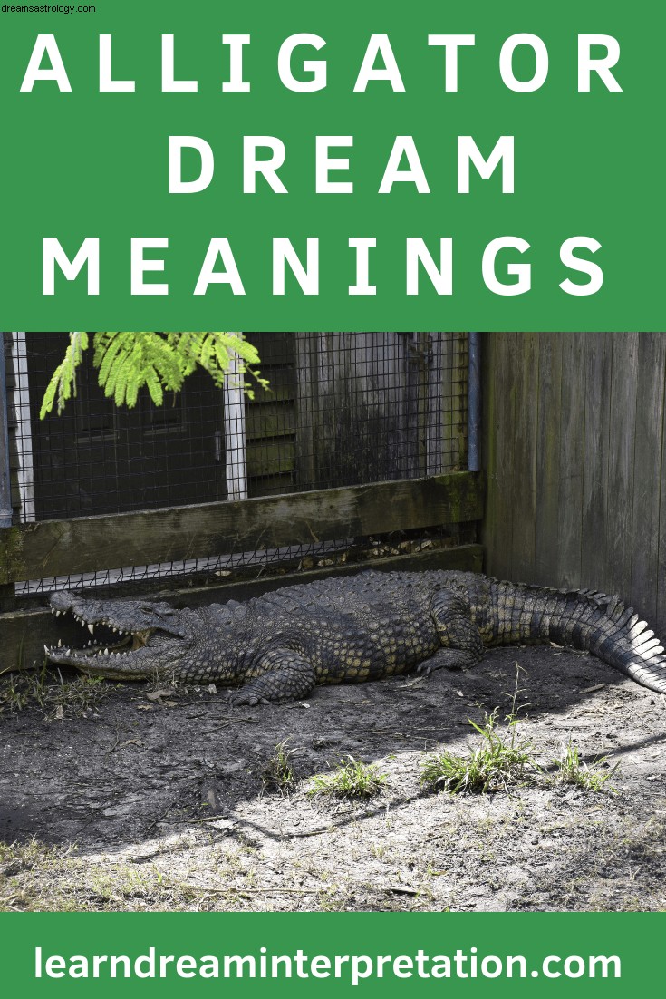 Znaczenie snu aligatora 