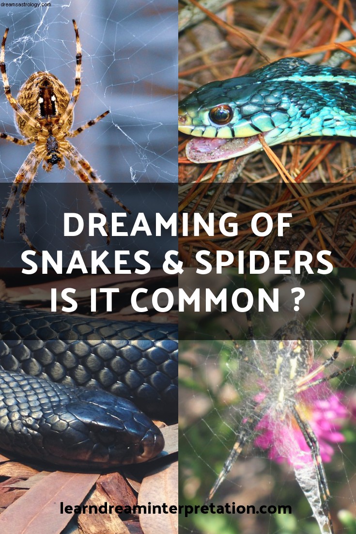 Sonhar com cobras e aranhas é comum? 