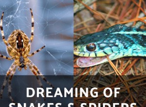 ¿Soñar con Serpientes y Arañas es Común? 