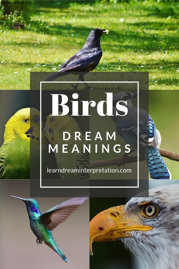 Snění o ptácích 