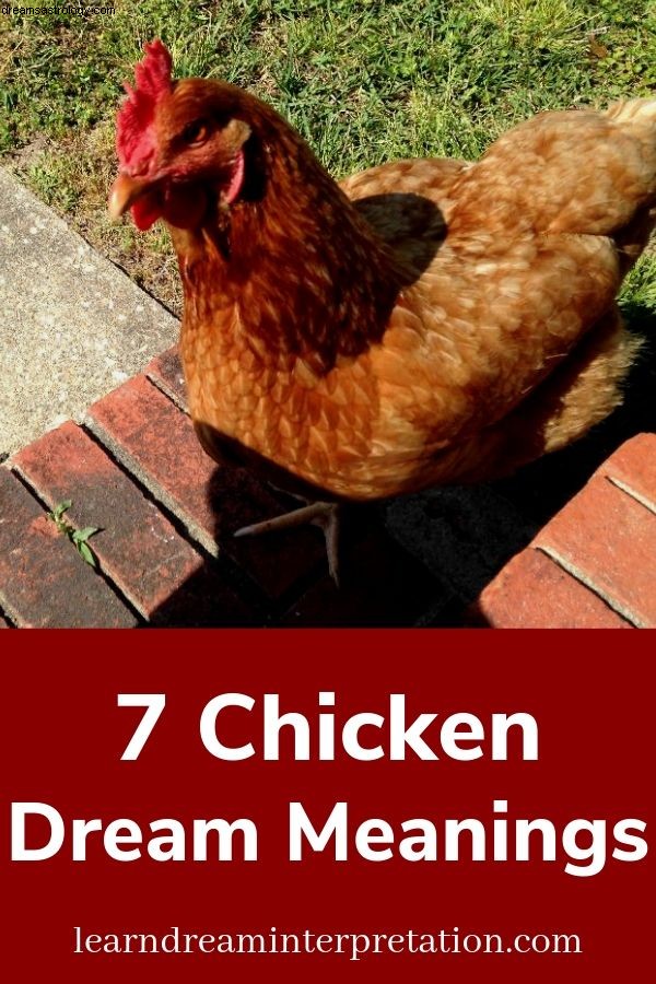 Μαθήματα από ένα κοτόπουλο 