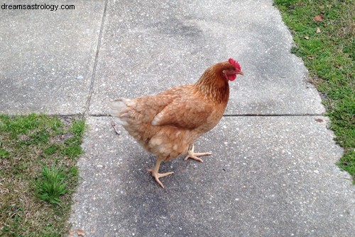 Lecciones de un pollo 