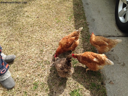 Lektionen von einem Huhn 