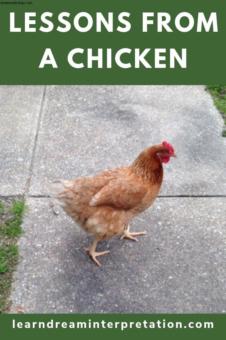 Lições de uma galinha 