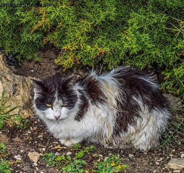 Prekognitiv drøm om en uønsket kattunge 