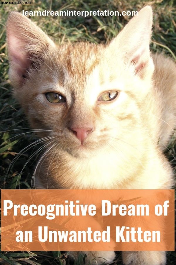 Precognitieve droom van een ongewenst kitten 